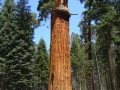 Sequoia NP